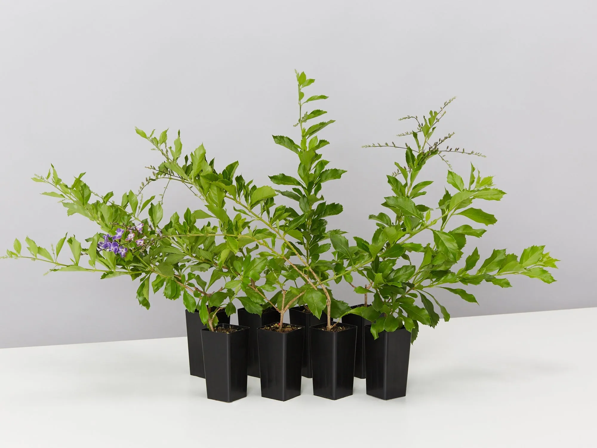 Duranta repens 'Geisha Girl'