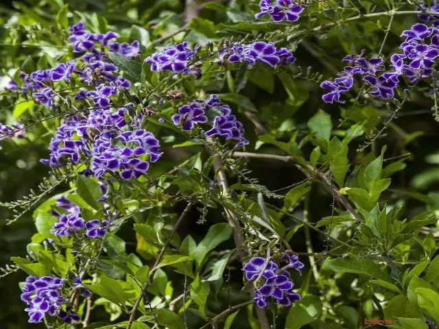 Duranta repens 'Geisha Girl'