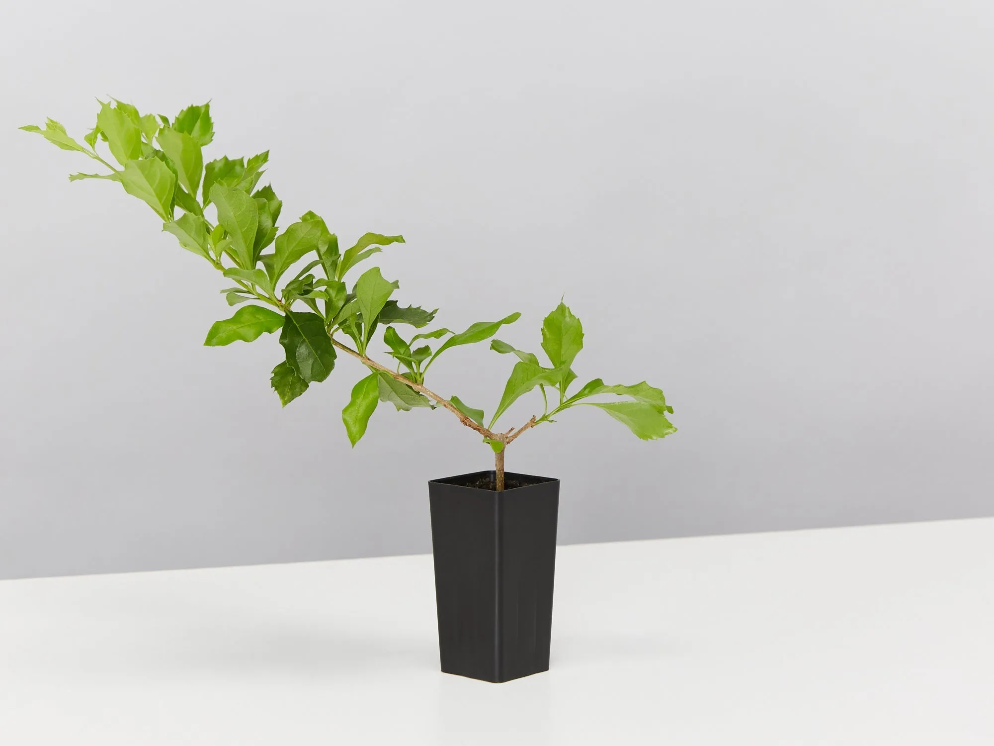 Duranta repens 'Geisha Girl'