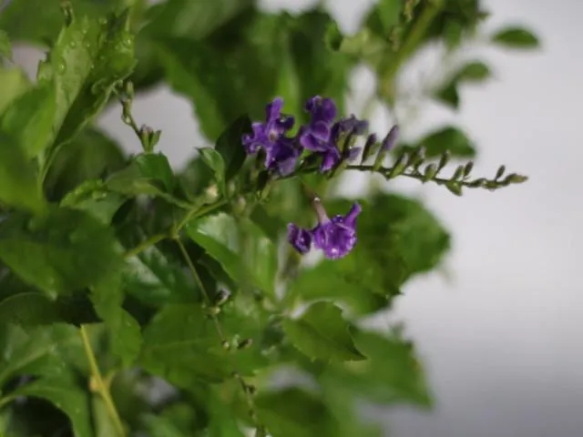 Duranta repens 'Geisha Girl'