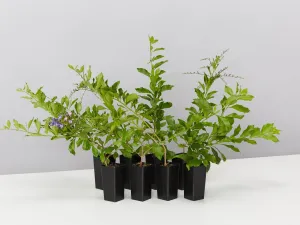 Duranta repens 'Geisha Girl'