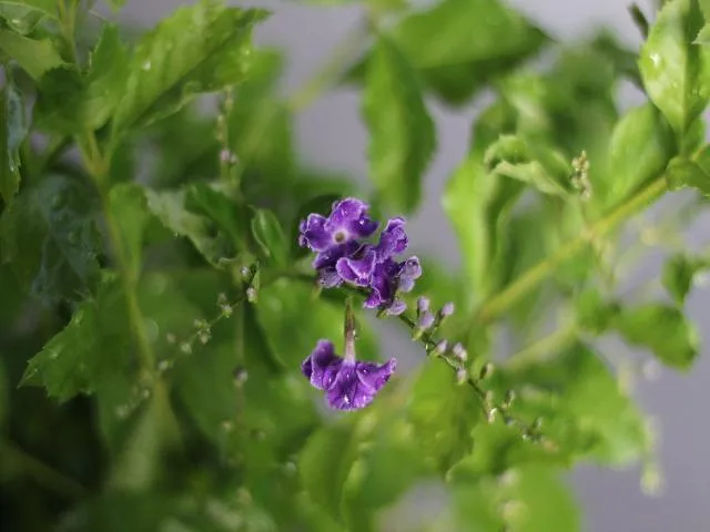 Duranta repens 'Geisha Girl'